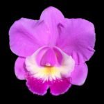 Cattleya Volcano Wonderland ‘Volcano Pink’ (5” pot)