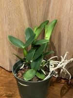 Cattleya Volcano Wonderland ‘Volcano Pink’ (5” pot) - Image 6