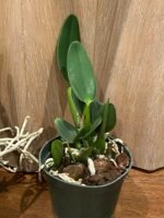 Cattleya Volcano Wonderland ‘Volcano Pink’ (5” pot) - Image 7