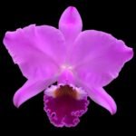 Cattleya labiata v. rubra x sib (‘Orchid Eros’ x ‘Ching Hua’) (5” pot)