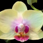 Double Spikes Fragrant  Phalaenopsis I-Hsin Yellow Moon (3.5" pot)