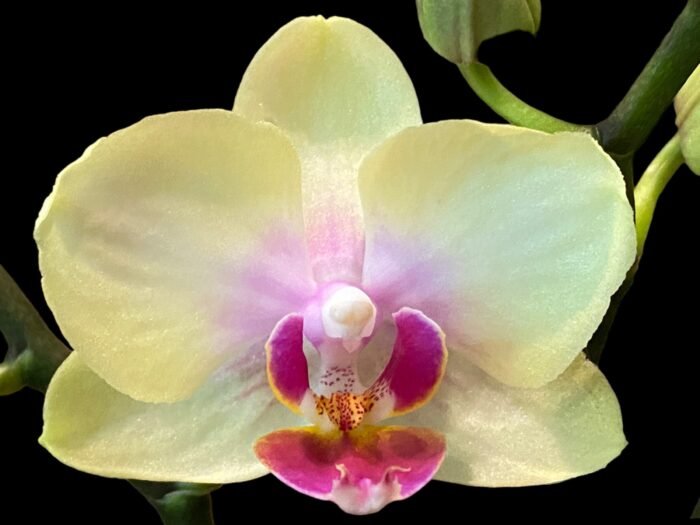 Double Spikes Fragrant  Phalaenopsis I-Hsin Yellow Moon (3.5" pot) - Image 1