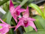 Dendrobium Victorian Jazz (Dendrobium Gillieston Jazz × Dendrobium Victorian Bride) (BS, 3” Pot)
