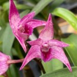 Dendrobium Victorian Jazz (Dendrobium Gillieston Jazz × Dendrobium Victorian Bride) (BS, 3” Pot)