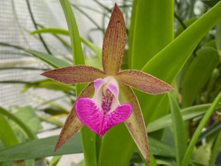 Cattleya leopoldii v. albinia 4N x Brassavola nodosa 4N (3.5” Pot)