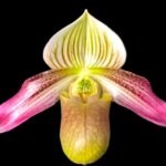 In Spike - Paphiopedilum QF Halawa (urbanianum x violascens) (2” pot)