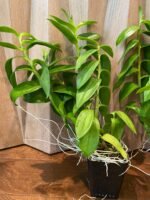 Dendrobium Antennatum - Multi-Growths (BS, 3.5" pot) - Image 5