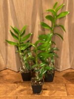 Dendrobium tangerinum x sib (Multi-growths, 3.5” pot) - Image 4