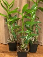 Dendrobium tangerinum x sib (Multi-growths, 3.5” pot) - Image 5