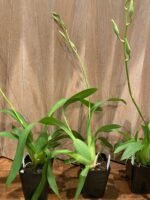 IN SPIKE - Beallara Big Shot Hilo Sparkle (3.5” pot) - Image 4