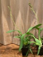 IN SPIKE - Beallara Big Shot Hilo Sparkle (3.5” pot) - Image 5