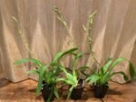 IN SPIKE - Beallara Big Shot Hilo Sparkle (3.5” pot) - Image 6