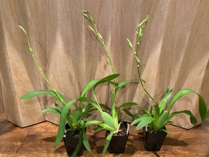 IN SPIKE - Beallara Big Shot Hilo Sparkle (3.5” pot) - Image 6