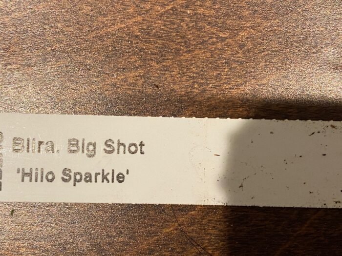 IN SPIKE - Beallara Big Shot Hilo Sparkle (3.5” pot) - Image 7