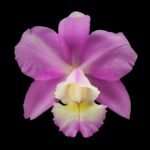 C. Heathii (1) (loddigesii x walkeriana) (3.5” pot)