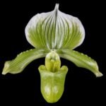 Paph. lawrenceanum v. hyeanum x sib (3.5” pot)