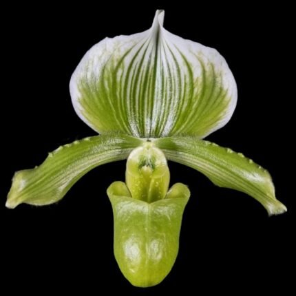 IN SPIKE - Paph. lawrenceanum v. hyeanum x sib (3.5” pot)