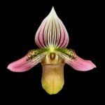 In Spike/Bud - Paph. Love Song (sukhakulii x acmodontum) (2” pot) - Image 2