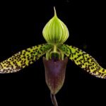 Paph. Love Song (sukhakulii x acmodontum) (2” pot)