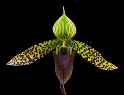 Paph. Love Song (sukhakulii x acmodontum) (3.5” pot)