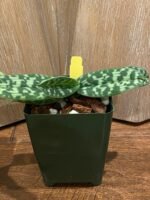 Paph. Helen Milton (sukhakulii × violascens) Blooming Size (3.5” Pot) - Image 3