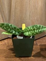 Paph. Helen Milton (sukhakulii × violascens) Blooming Size (3.5” Pot) - Image 4