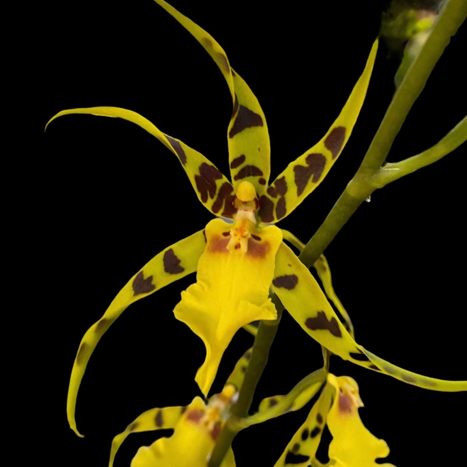 il_fullxfull.4830981465_8clc-1.jpg IN SPIKE - Alcra. Pacific Nova ‘Okika’ (3.5” pot) - Image 1