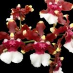 6 SPIKES - Oncidium Aka Baby ‘Raspberry Chocolate’ (3.5” pot)