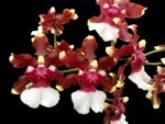 DOUBLE SPIKE - Oncidium Aka Baby ‘Raspberry Chocolate’ (3.5” pot)