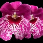 DOUBLE SPIKE - Miltonia Morris Chestnut 'H171’ (3.5" pot)