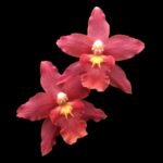 Wilsonara Spacemine ‘Red Rendezvous’ (3.5” pot)