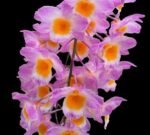 Dendrobium farmeri x sib (pink) (3.5” pot)