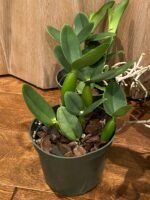 Cattleya Volcano Wonderland ‘Volcano Pink’ (5” pot) - Image 4