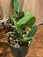 Cattleya Volcano Wonderland ‘Volcano Pink’ (5” pot) - Image 5