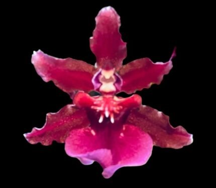 Double Spikes & Fragrant - Oncidium Sharry Baby ‘Red Fantasy’ (3.5” pot)