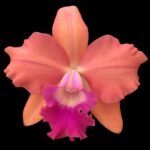 Rlc. Aka’s Art (5” pot)