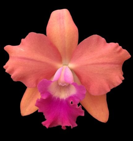 Rlc. Aka’s Art (5” pot)
