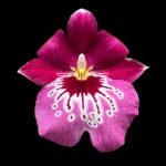 Miltoniopsis Newton Falls (3.5” pot) - Image 2