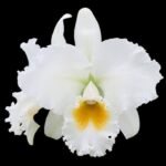 Cattleya Bob Betts ‘The Conqueror’ (5” pot)