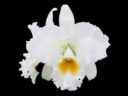 Cattleya Bob Betts ‘The Conqueror’ (5” pot)