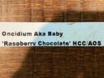 6 SPIKES - Oncidium Aka Baby ‘Raspberry Chocolate’ (3.5” pot) - Image 9