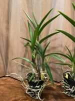 Dendrobium Tsiku Jesulin (Den. Blue Twinkle × Den. johannis) (BS 3” basket) - Image 4