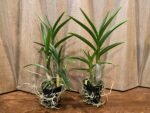 Dendrobium Tsiku Jesulin (Den. Blue Twinkle × Den. johannis) (BS 3” basket) - Image 2