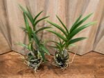 Dendrobium Tsiku Jesulin (Den. Blue Twinkle × Den. johannis) (BS 3” basket) - Image 3
