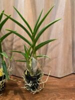 Dendrobium Tsiku Jesulin (Den. Blue Twinkle × Den. johannis) (BS 3” basket) - Image 5