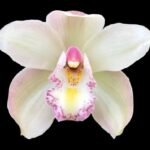 Cymbidium Laramie Angel x Cloud Atlas (5" pot)