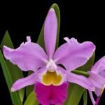 Cattleya eldorado ‘M. Ito’ (5” pot)