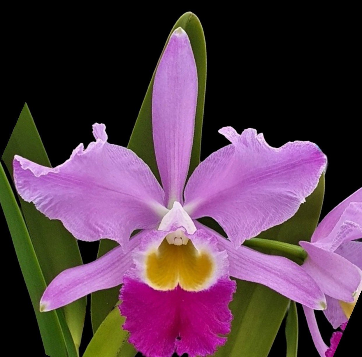 il_fullxfull.4855138464_2ffc.jpg Cattleya eldorado ‘M. Ito’ (5” pot) - Image 1