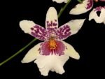 DOUBLE SPIKES - Bllra. Big Shot ‘Hilo Sparkle’ (3.5” pot)
