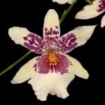 DOUBLE SPIKES - Bllra. Big Shot ‘Hilo Sparkle’ (3.5” pot)